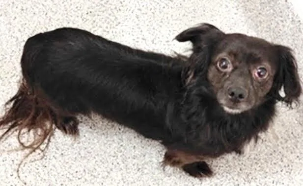 A young small-sized male Cavalier King Charles Spaniel dog named A for adoption in Houston, TX