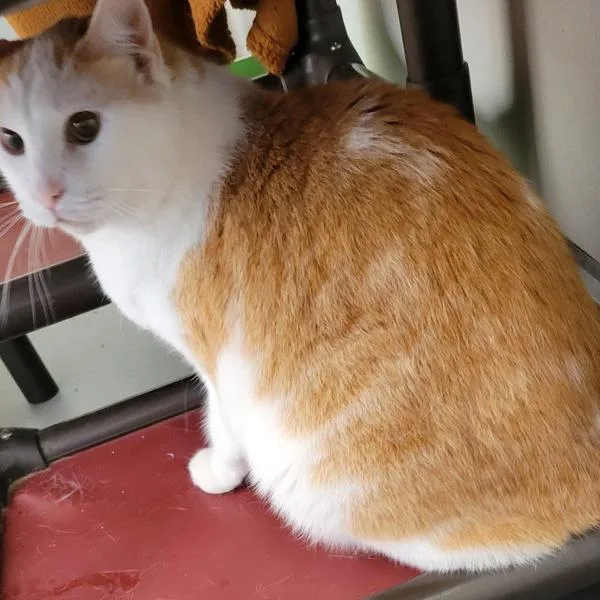 Moe Bonded Buddy