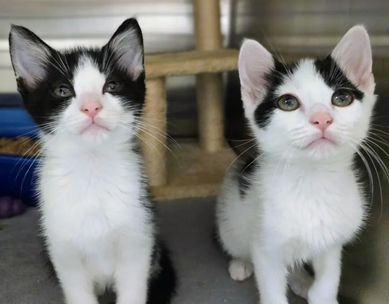 A baby large-sized male Black Domestic Short Hair cat named Reese & Quinn for adoption in Amityville, NY