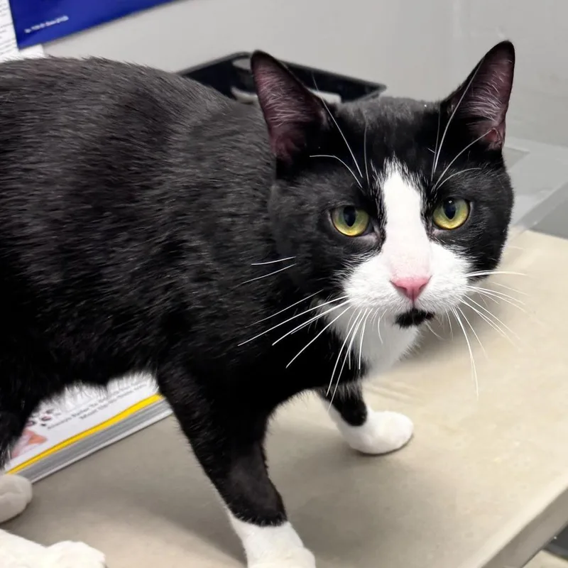 Cucumber thumbnail 2