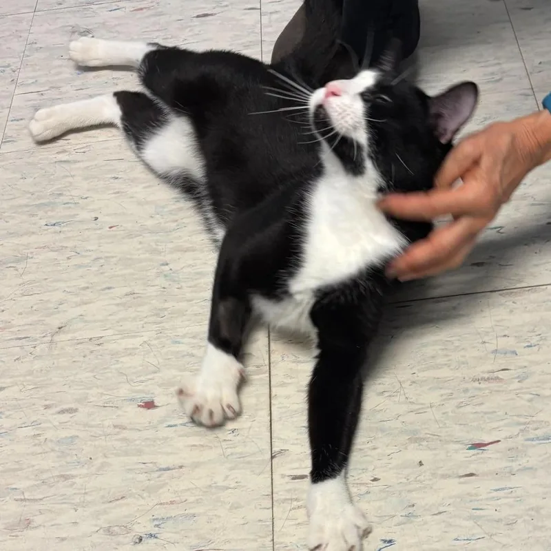 Cucumber thumbnail 3