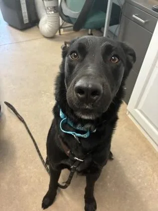 A young large-sized male Labrador Retriever dog named Spike for adoption in Bloomsburg, PA