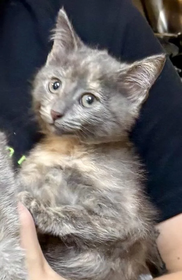 A baby medium-sized female Dilute Tortoiseshell cat named Minutia for adoption in Columbus, OH