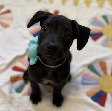 A baby medium-sized male Black Pit Bull Terrier dog named Timmy Horton Sweets for adoption in Friendswood, TX