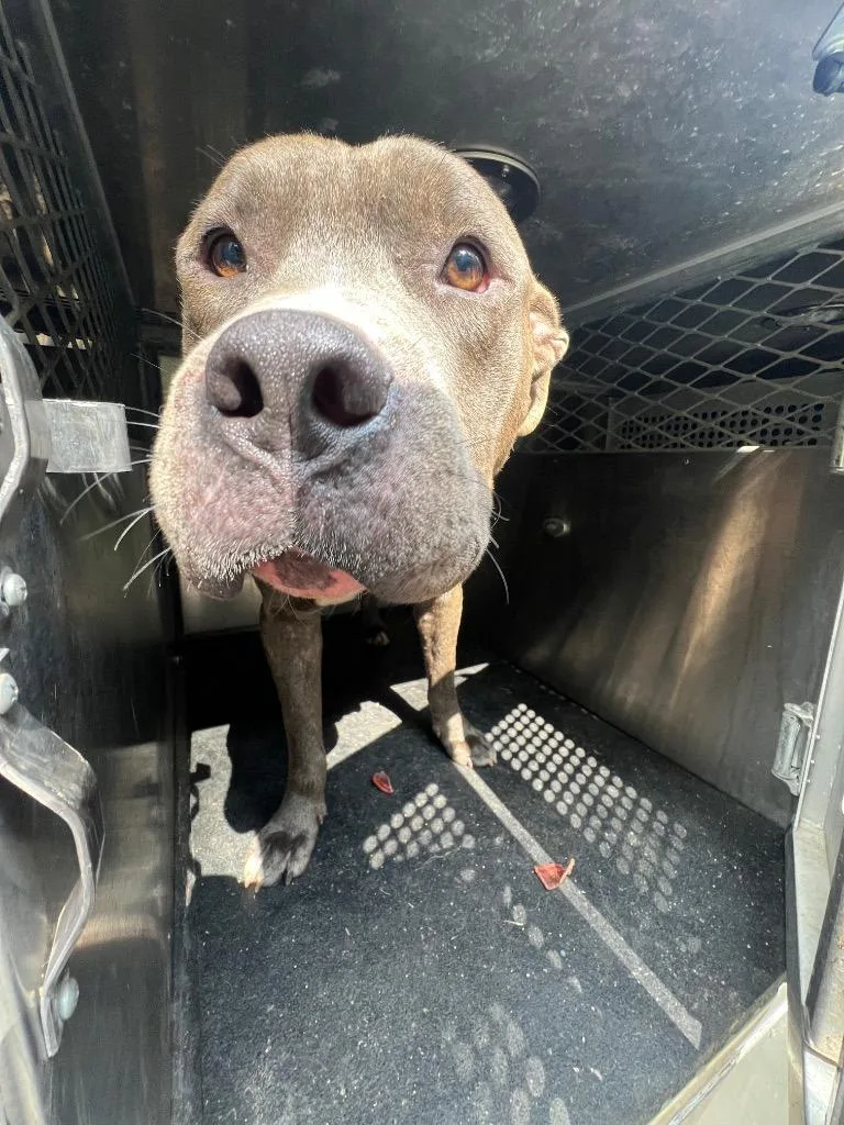 A young medium-sized male Mixed Breed dog named Goodfellow for adoption in Rome, GA