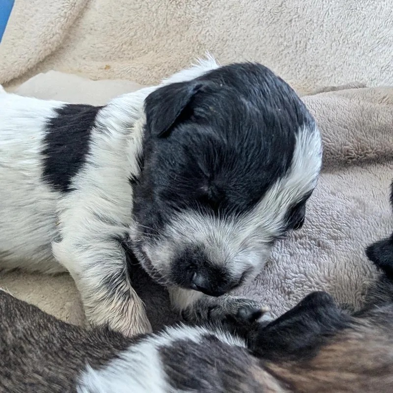 A baby small-sized male Black Mixed Breed dog named Austin for adoption in Phoenix, AZ