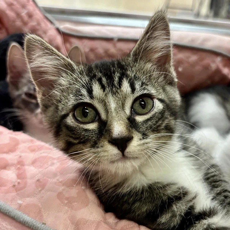 A baby medium-sized male Domestic Short Hair cat named Alfalfa for adoption in Sonora, CA