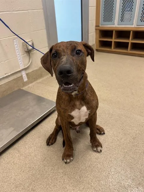 A young large-sized male Plott Hound dog named Ike for adoption in Grand Prairie, TX