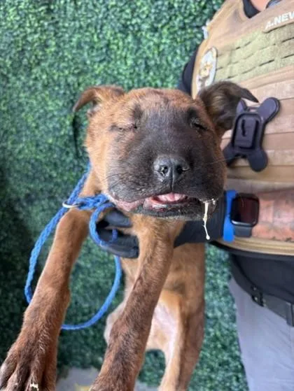 A baby small-sized male Brindle Mixed Breed dog named 61024005 for adoption in El Paso, TX