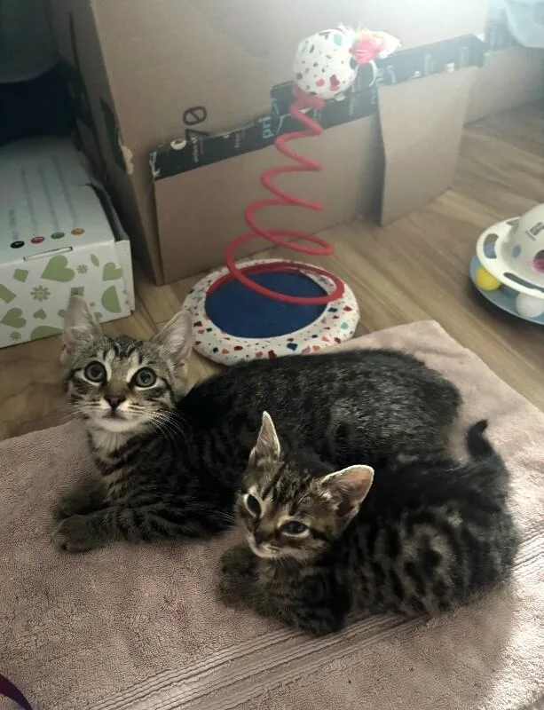 A young medium-sized male Tabby (Brown / Chocolate) Domestic Short Hair cat named Theo for adoption in North Babylon, NY
