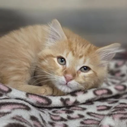 Ziggy Stardust thumbnail 3