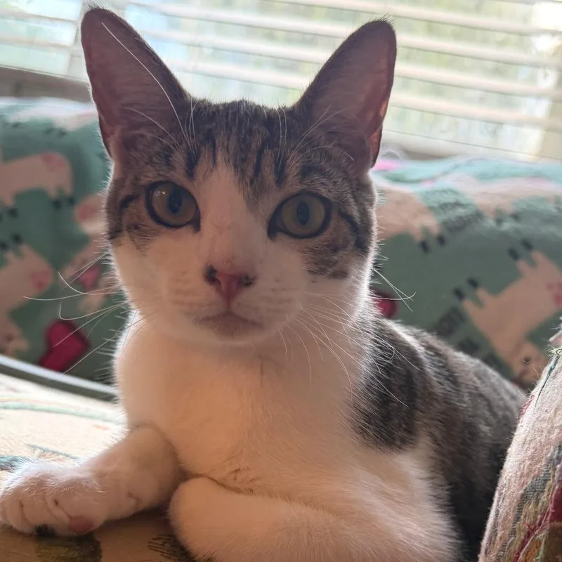 A young medium-sized female White Domestic Short Hair cat named Whoopi for adoption in Los Angeles, CA