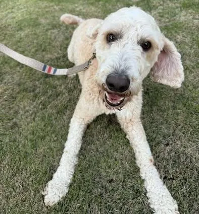 An adult large-sized male White / Cream Goldendoodle dog named Milo for adoption in Calera, AL