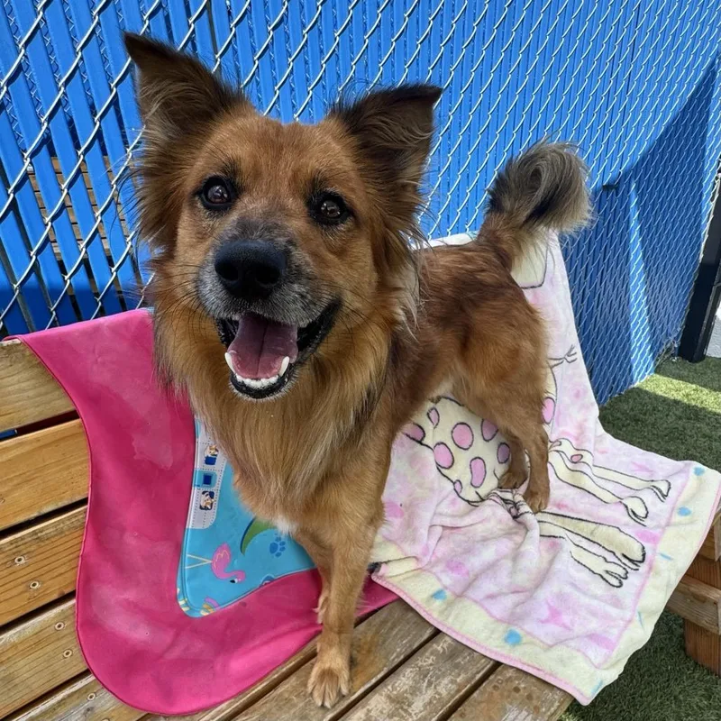 An adult medium-sized male Brown / Chocolate Australian Shepherd dog named Collin for adoption in Hawthorne, CA