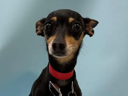 An adult small-sized female Miniature Pinscher dog named Daisy for adoption in Golden Valley, MN