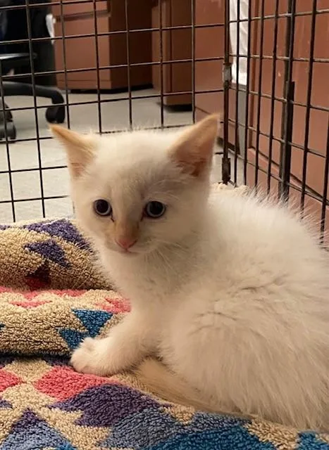 A baby small-sized male Domestic Medium Hair cat named Olaf for adoption in Rancho Cucamonga, CA