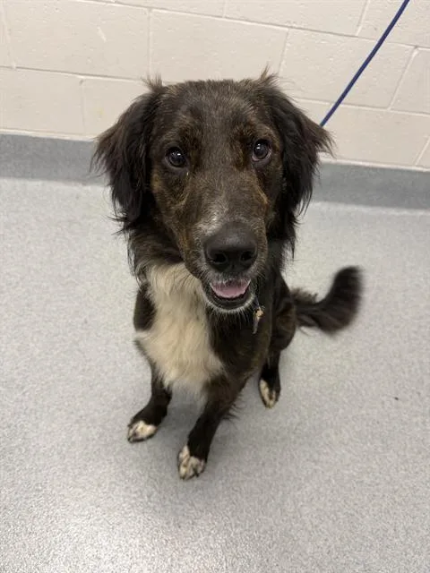 An adult medium-sized male Border Collie dog named Mylo for adoption in Indianapolis, IN