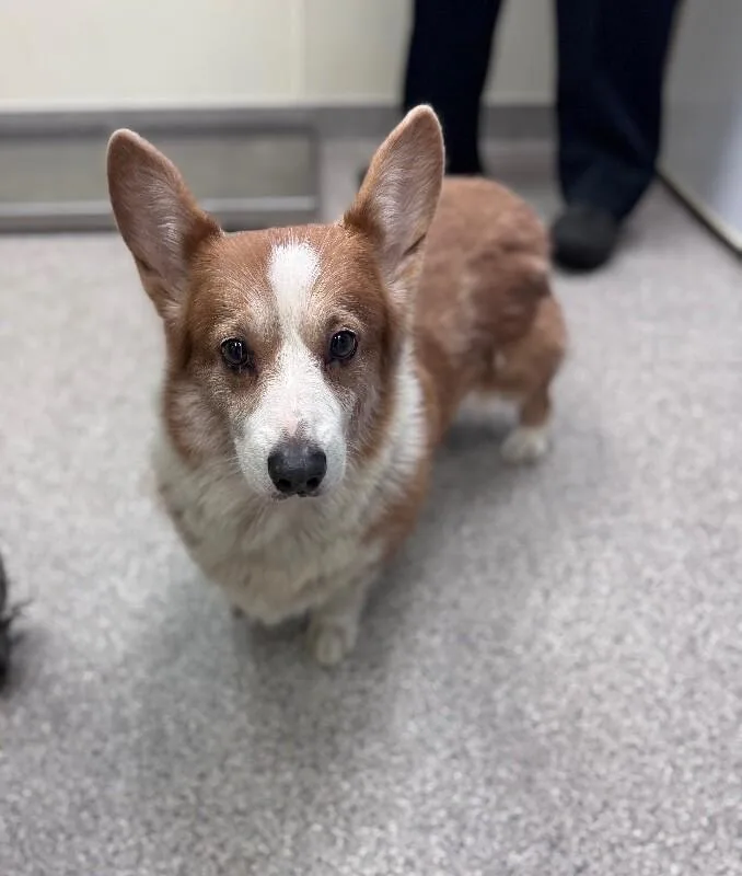 An adult medium-sized male Red / Chestnut / Orange Corgi dog named Lucky for adoption in Disputanta, VA