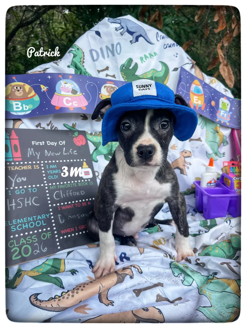A baby medium-sized male American Staffordshire Terrier dog named Patrick for adoption in Sebring, FL