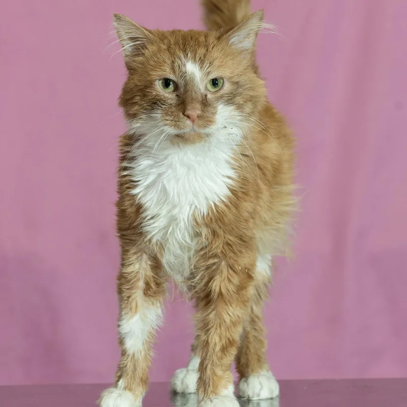 A young medium-sized male Orange / Red Domestic Long Hair cat named Winifred for adoption in Forest Park, IL