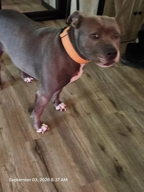 An adult medium-sized female American Staffordshire Terrier dog named Evie for adoption in San Antonio, TX