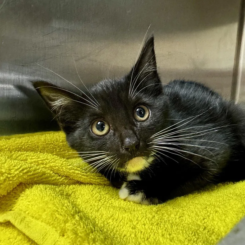 A young medium-sized female Black & White / Tuxedo Domestic Short Hair cat named Sally Mae for adoption in Hilton Head Island, SC