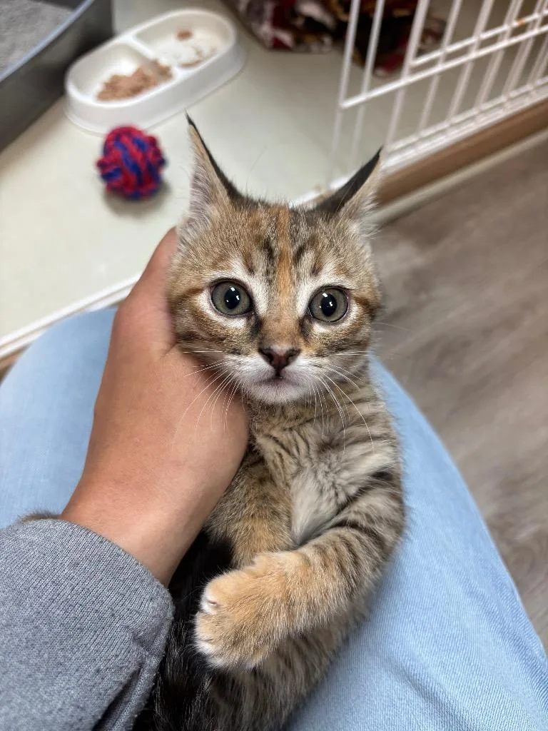 A baby medium-sized female Domestic Short Hair cat named Brienne for adoption in Claremore, OK