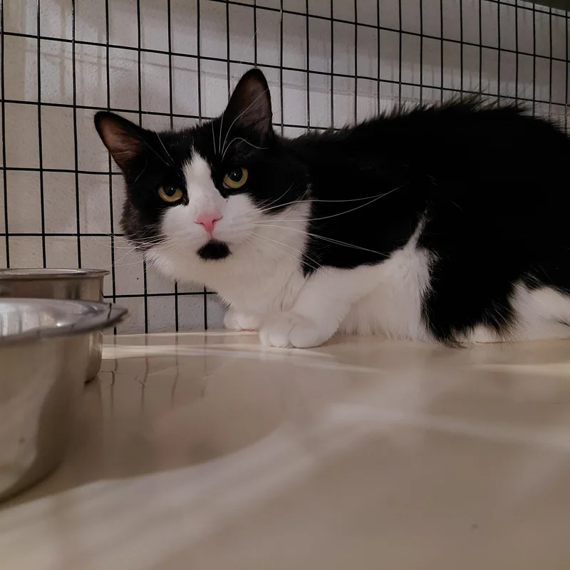 An adult medium-sized female Black & White / Tuxedo Domestic Long Hair cat named Ava for adoption in Littleton, NH