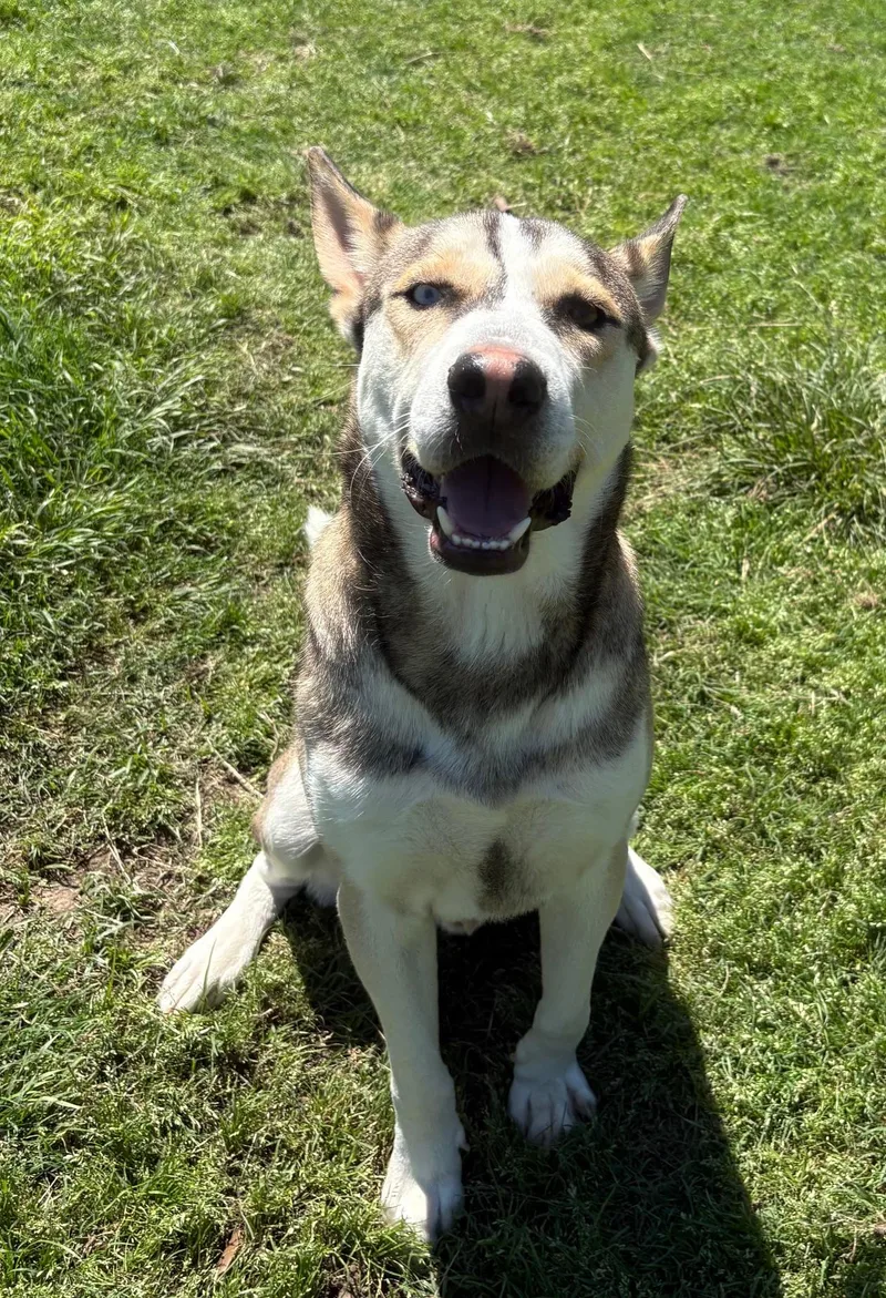 A young medium-sized male Husky dog named Oso for adoption in Lavon, TX