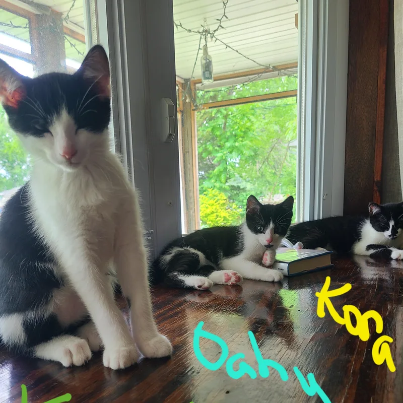 A baby medium-sized male Black & White / Tuxedo Domestic Short Hair cat named Oahu for adoption in Menasha, WI
