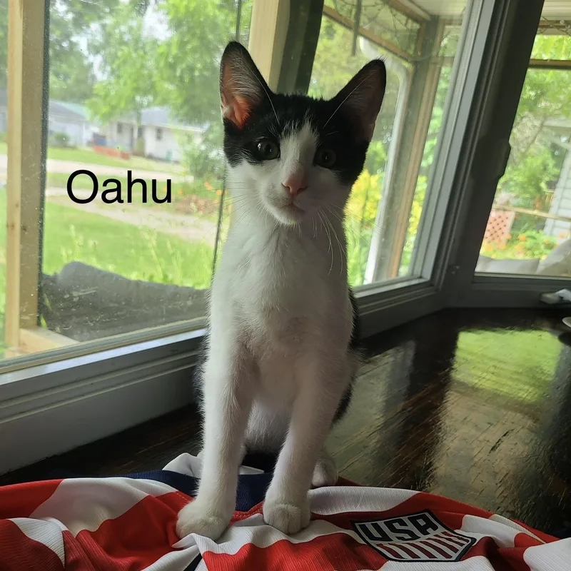 Oahu thumbnail 2