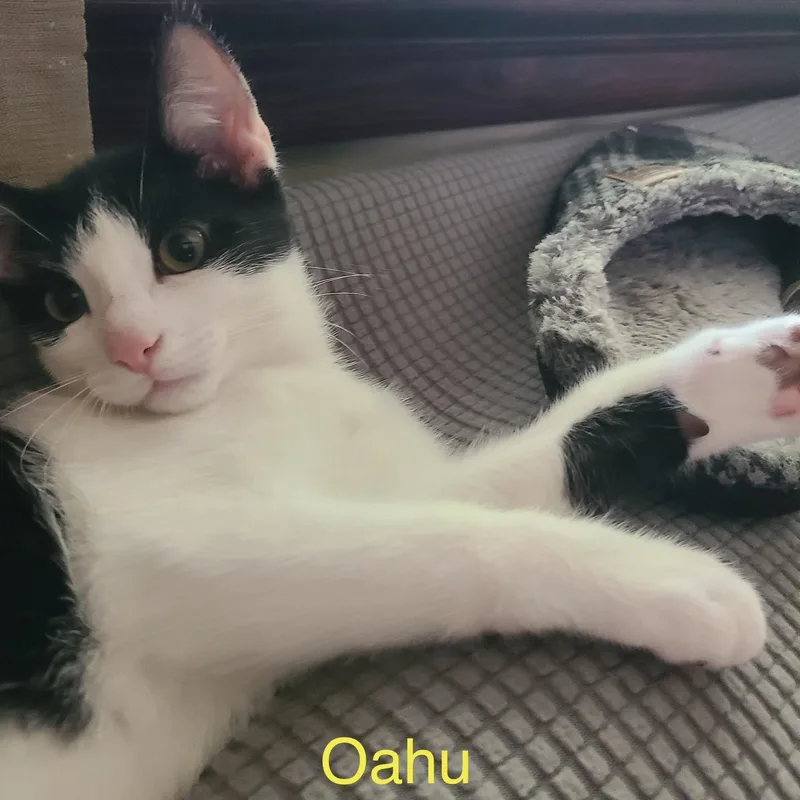 Oahu thumbnail 3