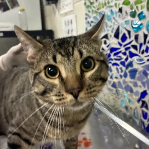 A young medium-sized male Domestic Short Hair cat named Maximus for adoption in Pensacola, FL