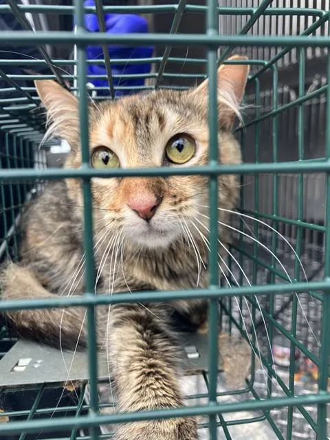 A young small-sized female Domestic Short Hair cat named Scarlet for adoption in Dallas, TX