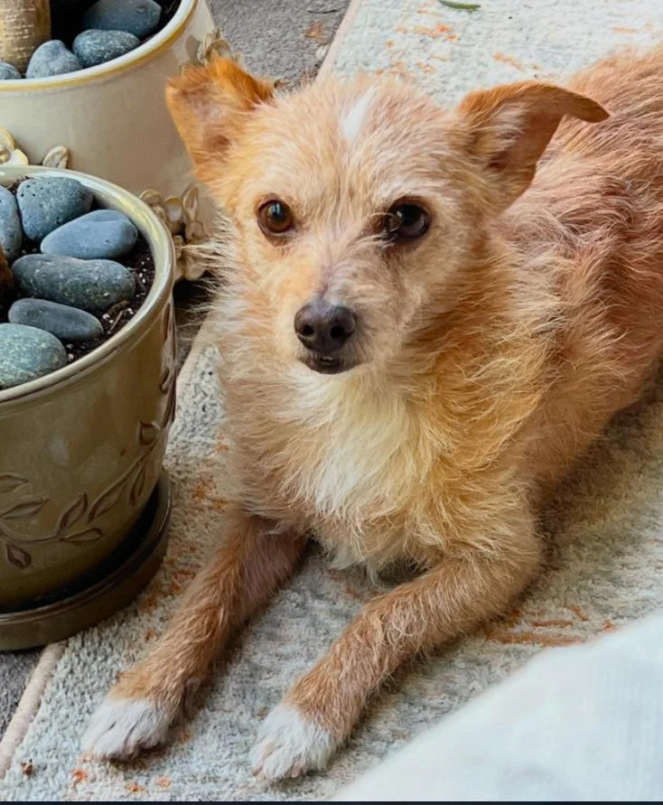 An adult small-sized male Yellow / Tan / Blond / Fawn Border Terrier dog named Bandit for adoption in Los Angeles, CA