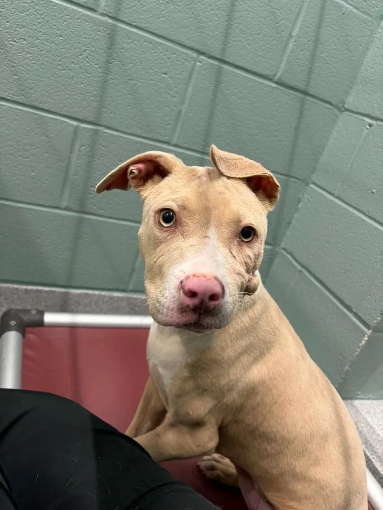 A baby medium-sized female Mixed Breed dog named Scar for adoption in Columbia, TN