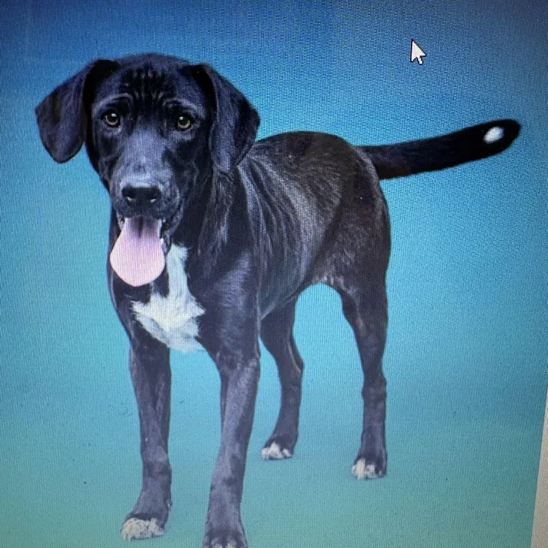 A baby large-sized male Labrador Retriever dog named Richard for adoption in Heber Springs, AR