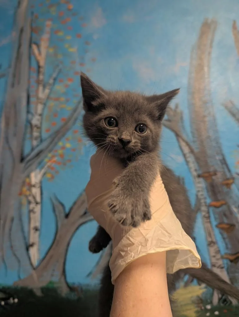 A baby medium-sized male Domestic Medium Hair cat named Norman for adoption in New Braunfels, TX