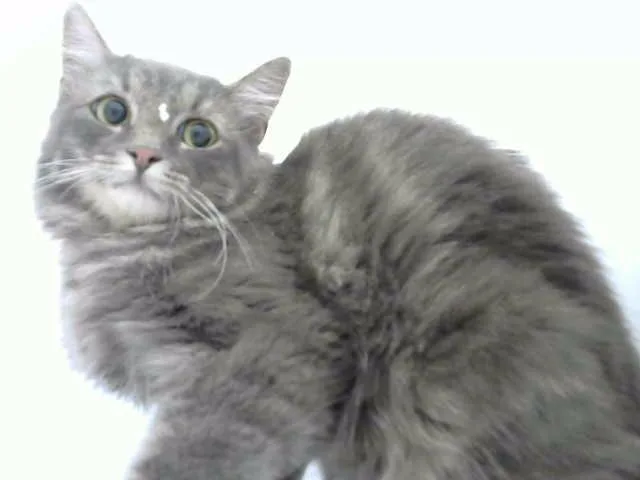 A young medium-sized female Domestic Long Hair cat named Dreams for adoption in Albuquerque, NM