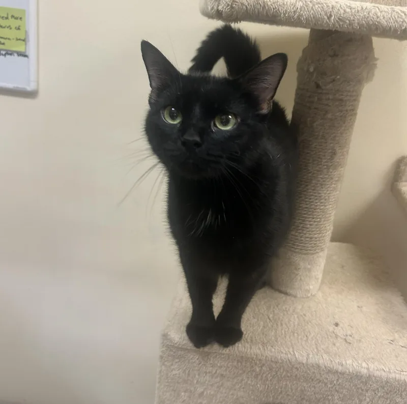An adult medium-sized female Black Domestic Short Hair cat named Octavia for adoption in Bolingbrook, IL