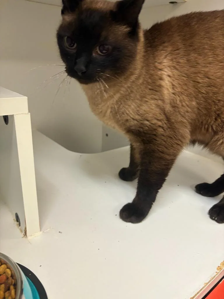 A senior medium-sized male Siamese cat named Cat Condo   for adoption in Greenville, TX