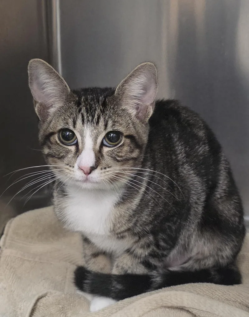 A young medium-sized female Tabby (Brown / Chocolate) Domestic Short Hair cat named Matilda for adoption in Mission Viejo, CA