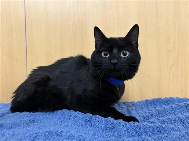 A young medium-sized male Domestic Short Hair cat named Onyx for adoption in Saint Louis, MO