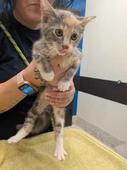 A baby small-sized female Domestic Short Hair cat named Willow Wisp for adoption in Atlanta, GA