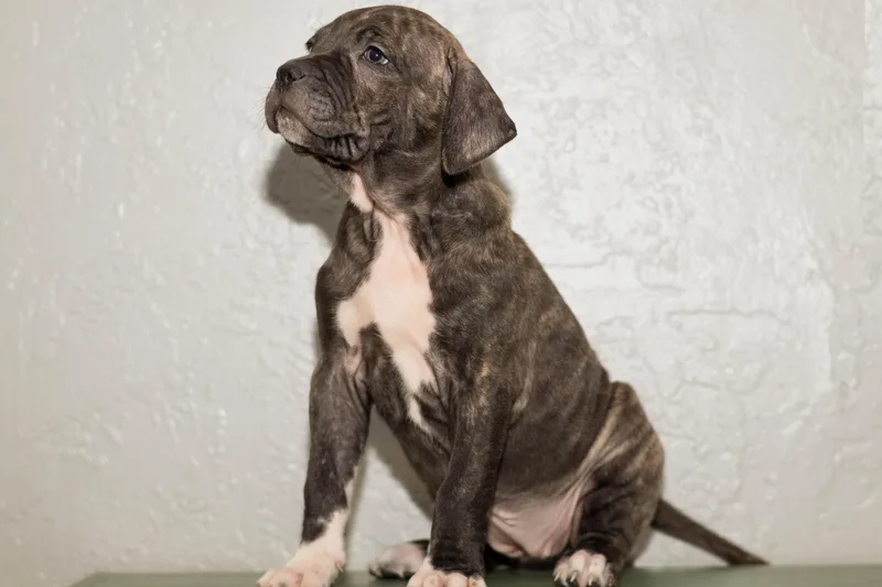 A baby medium-sized female Brindle Plott Hound dog named Hattie for adoption in Las Vegas, NV