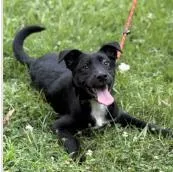 A baby medium-sized male Mixed Breed dog named Ben for adoption in West Chester, PA