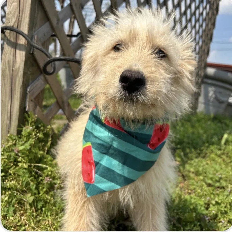 A young large-sized female Shepherd dog named Kira for adoption in Steeleville, IL