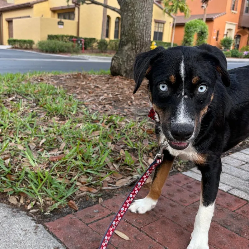 An adult medium-sized female Black Mixed Breed dog named Bluttie for adoption in Naples, FL