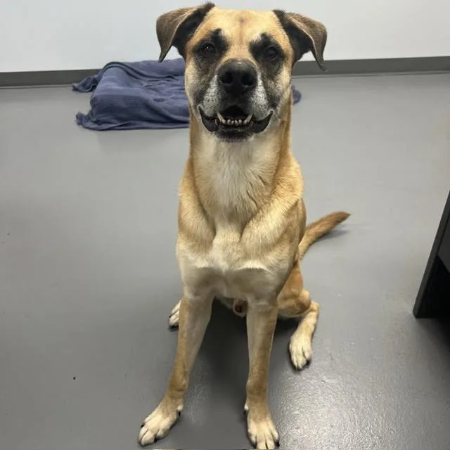 An adult large-sized male Mixed Breed dog named Chief for adoption in Roanoke, VA