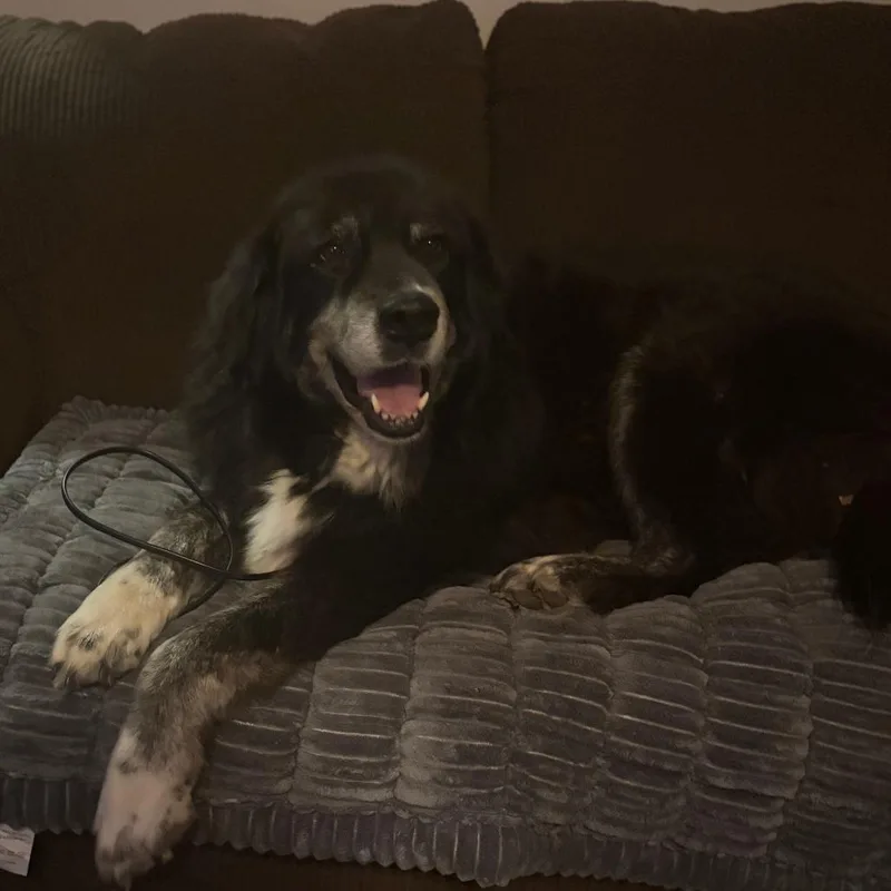 A senior extra large-sized female Black Great Pyrenees dog named Heidi for adoption in Olathe, KS